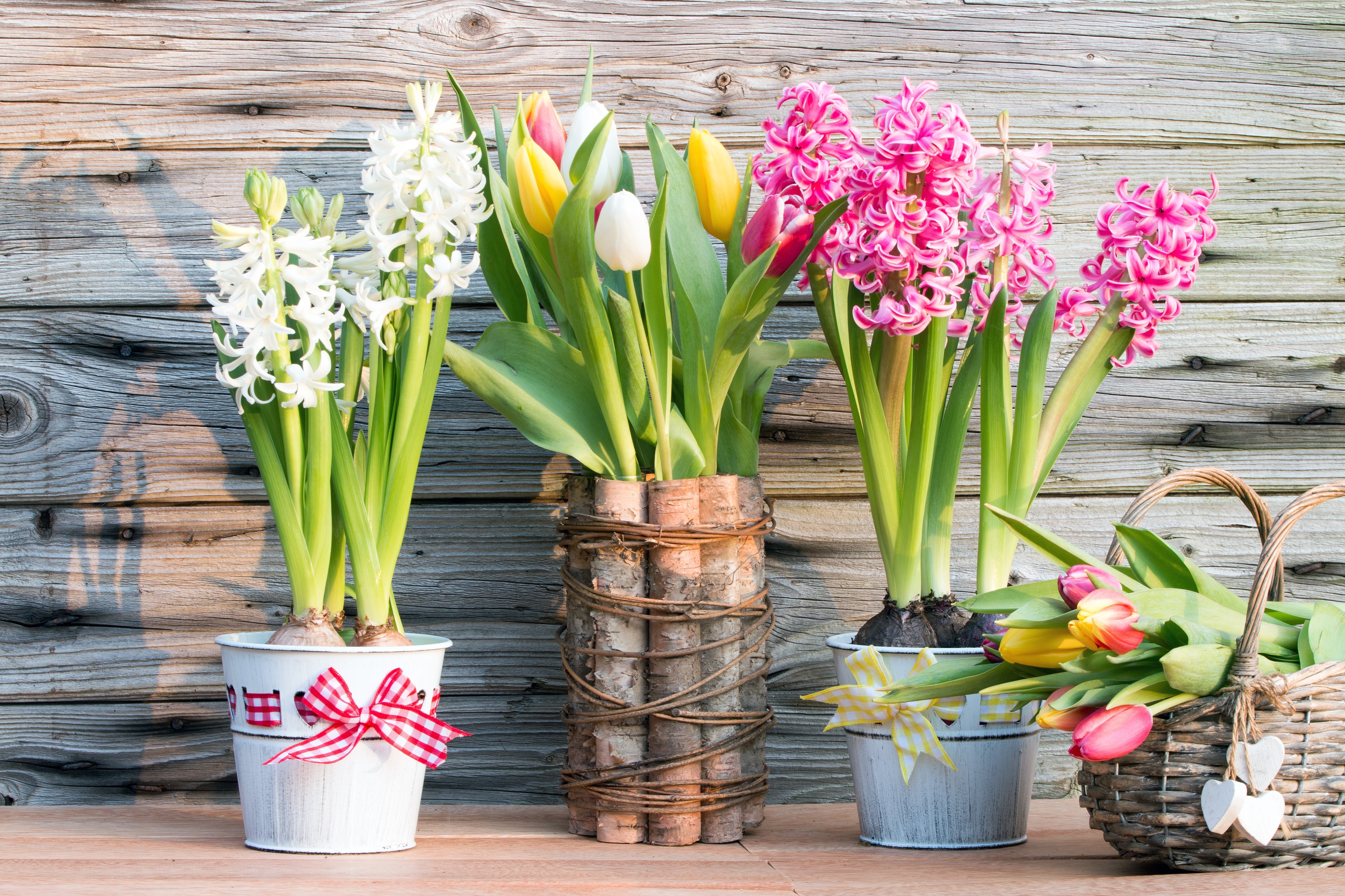 Frühlingserwachen: Die Party der Zwiebelblumen beginnt! 🌷🌱