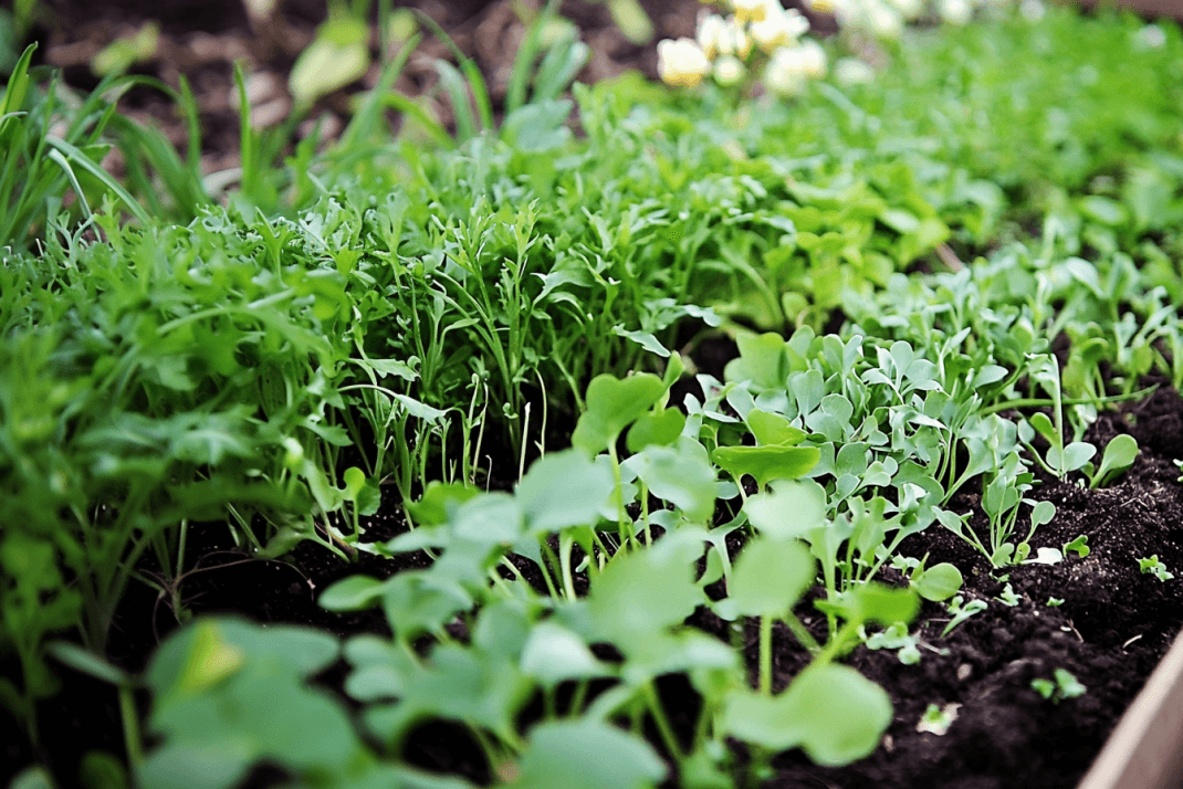 Gründüngung Frühjahr: Die besten Pflanzen für eine gesunde Bodenvorbereitung