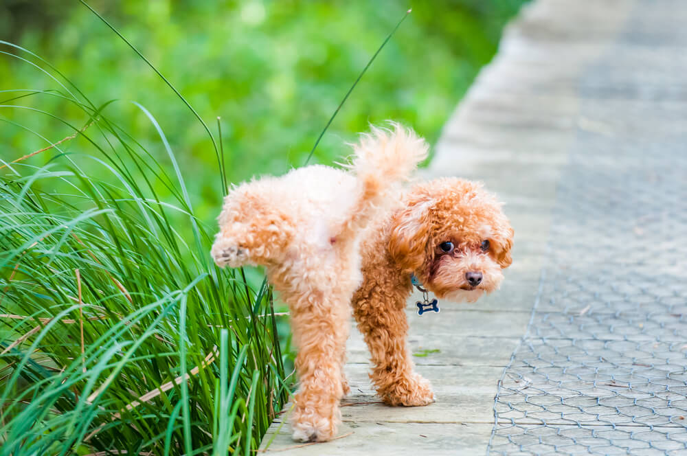 10 Pflanzen, die Hunde mögen
