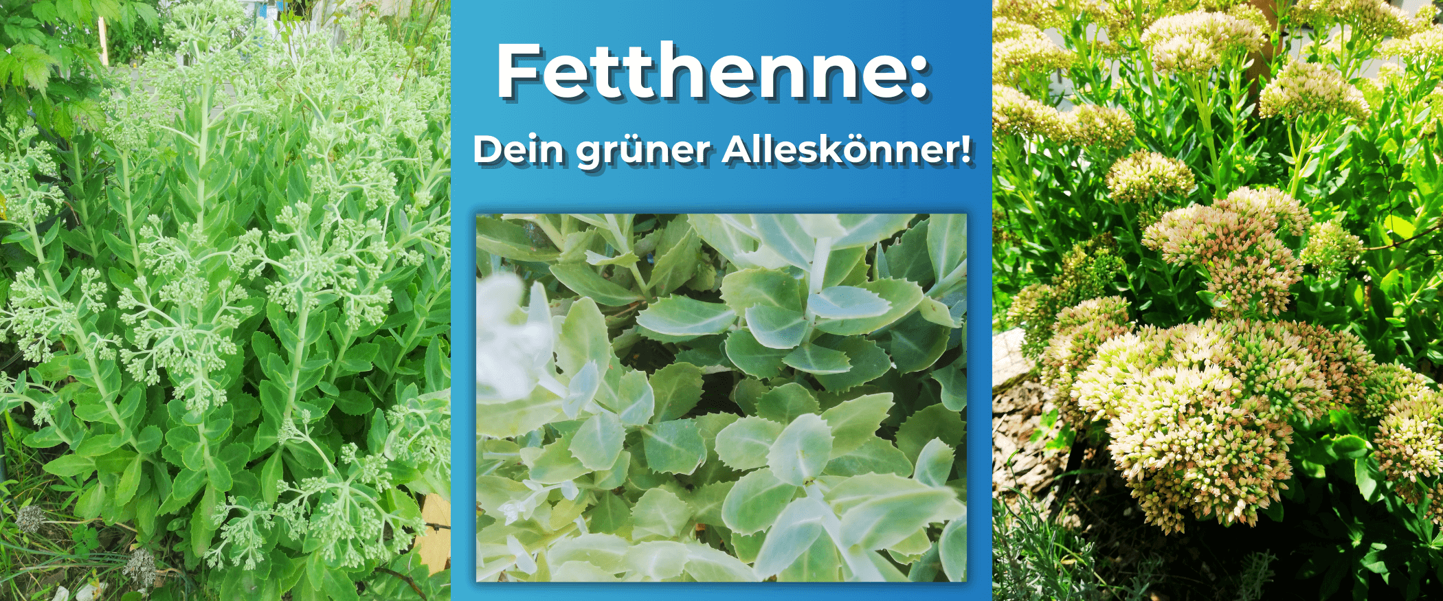 Fetthenne: Der vielseitige Star im deutschen Garten