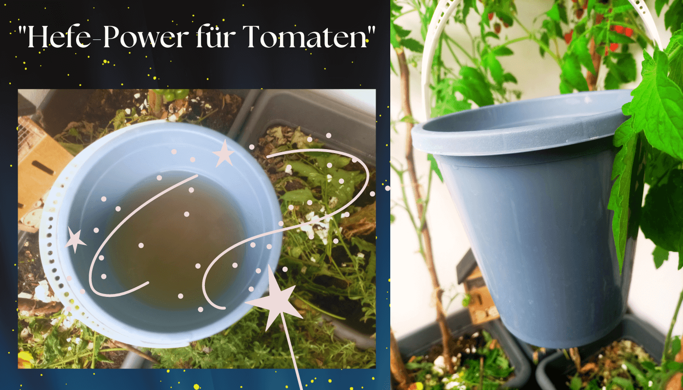 Warum Hefedünger für Tomaten verwenden?