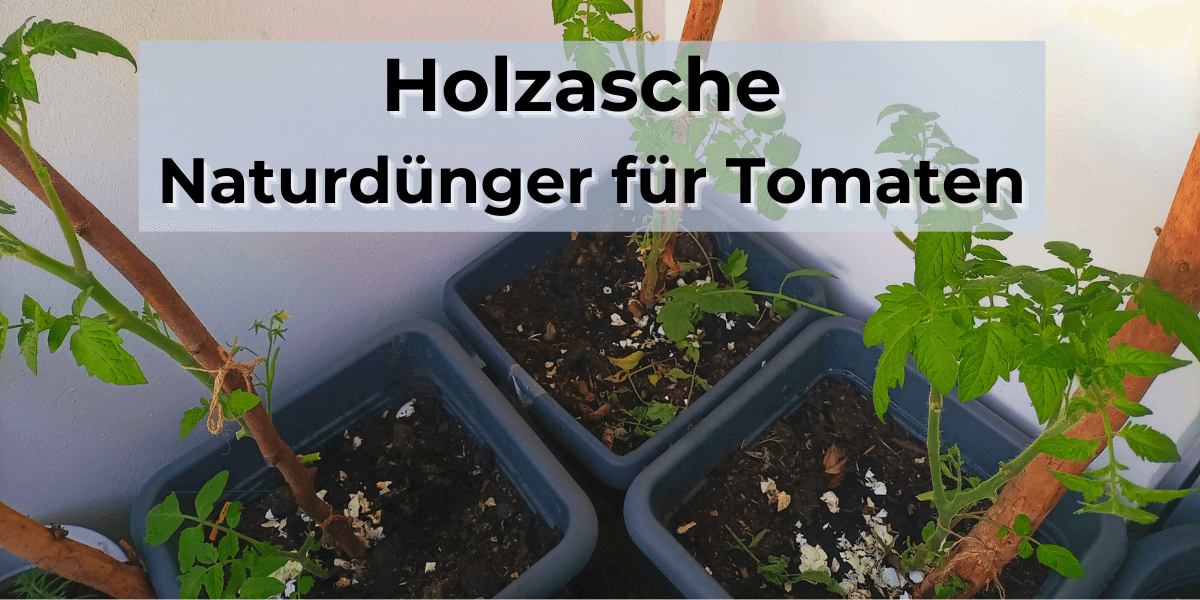 Holzasche als Dünger für Tomaten: Natürlicher Düngemittel für bessere Erträge