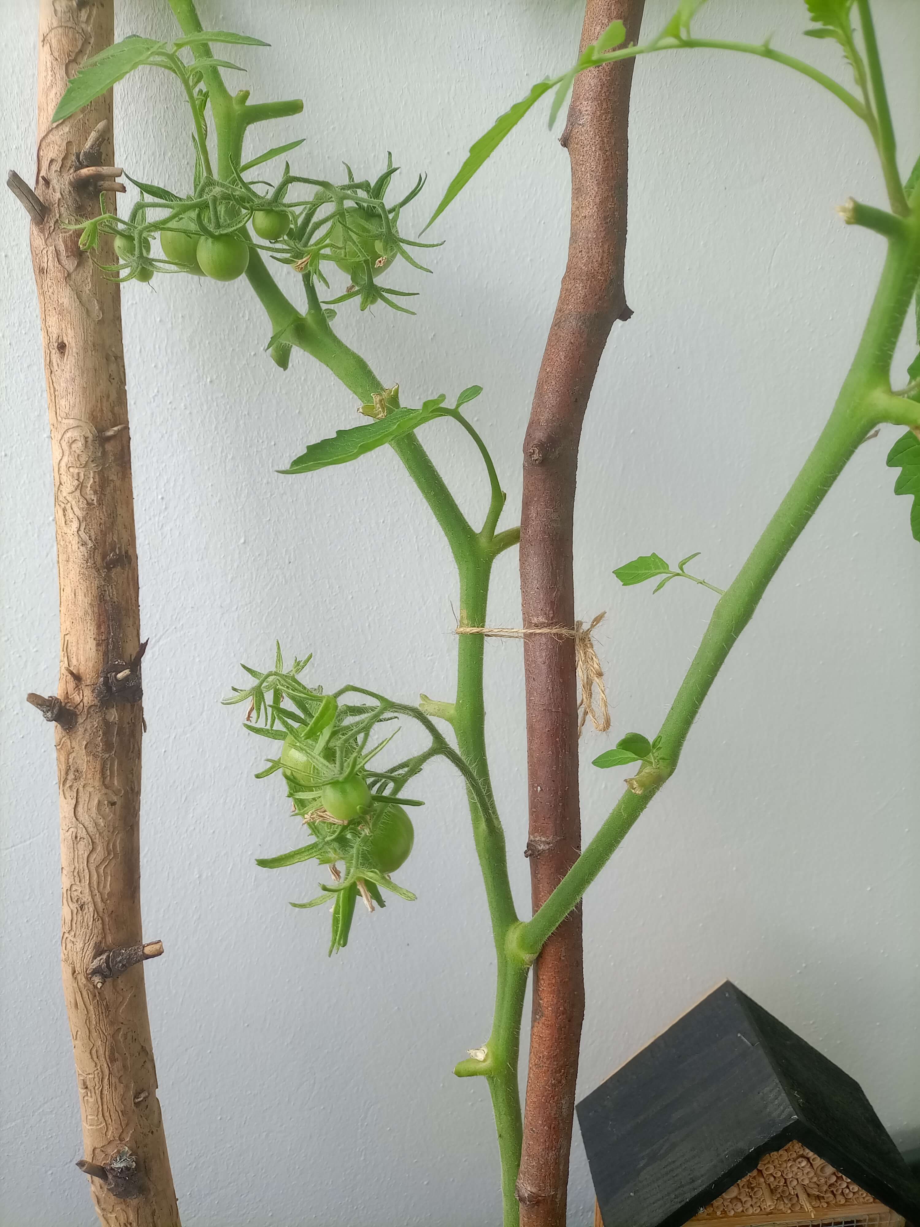 Schutz für Ihre Tomaten an heißen Sommertagen