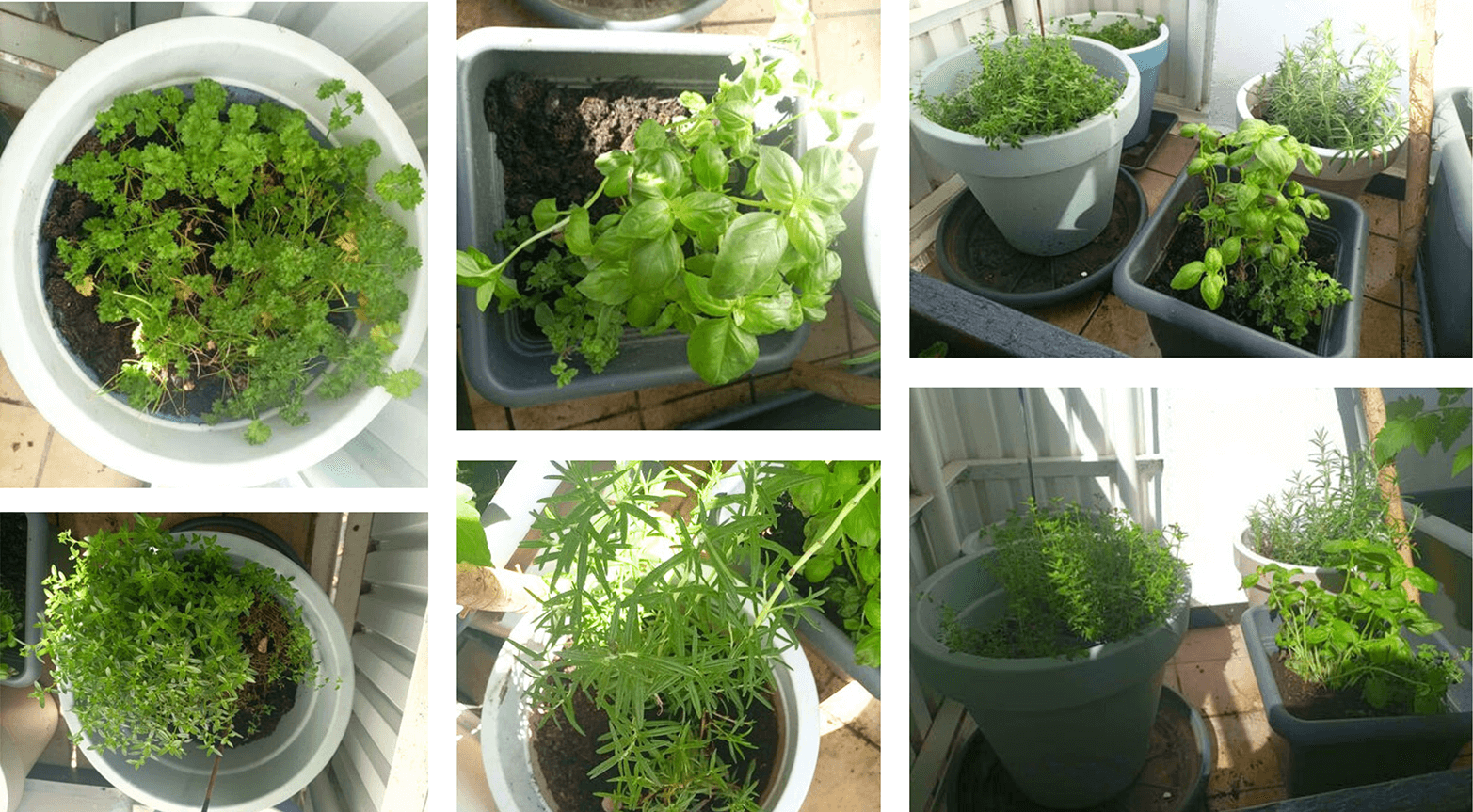 Kräuter, die aus alten Legenden bekannt sind