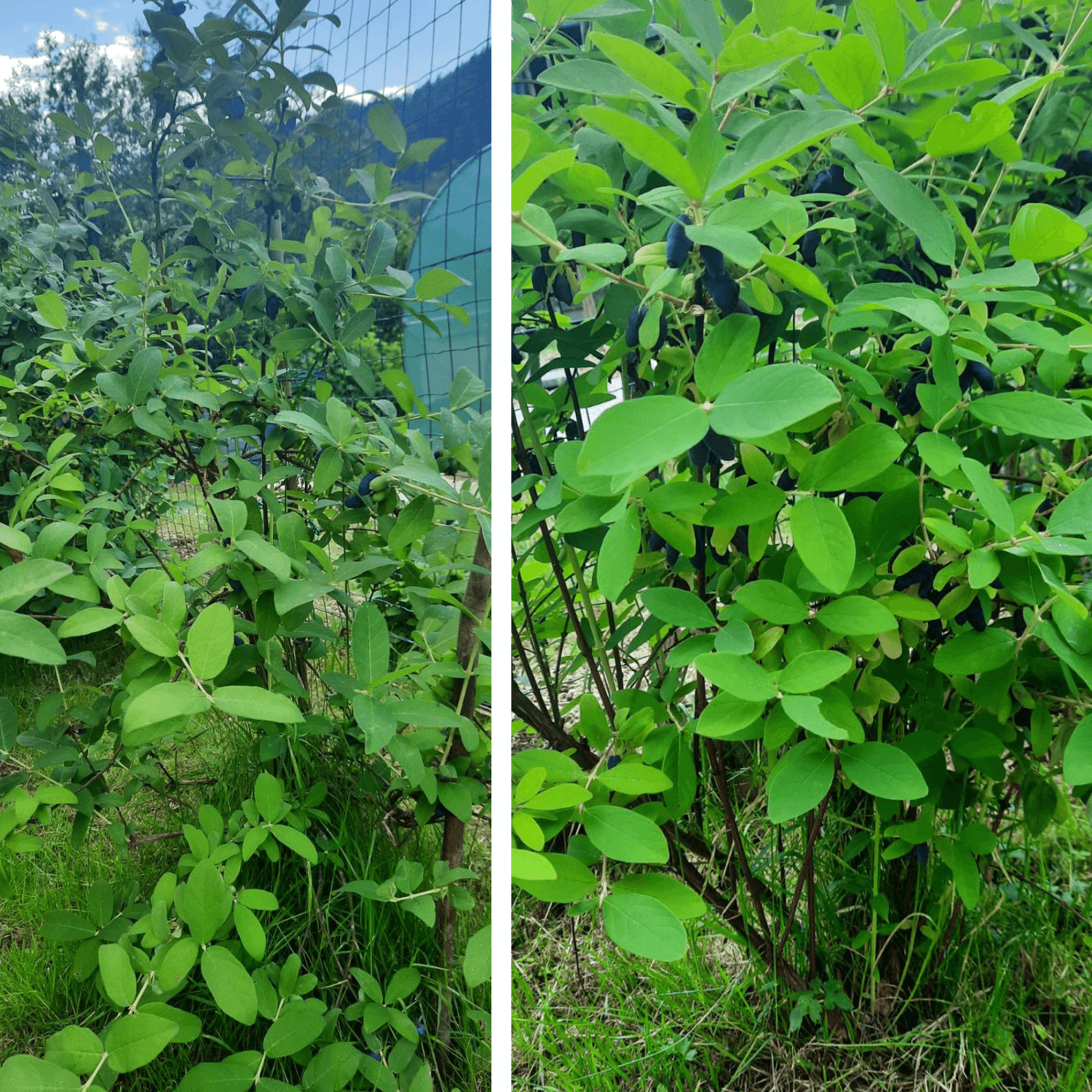 Haskap-Beere: Die Frucht der ewigen Jugend