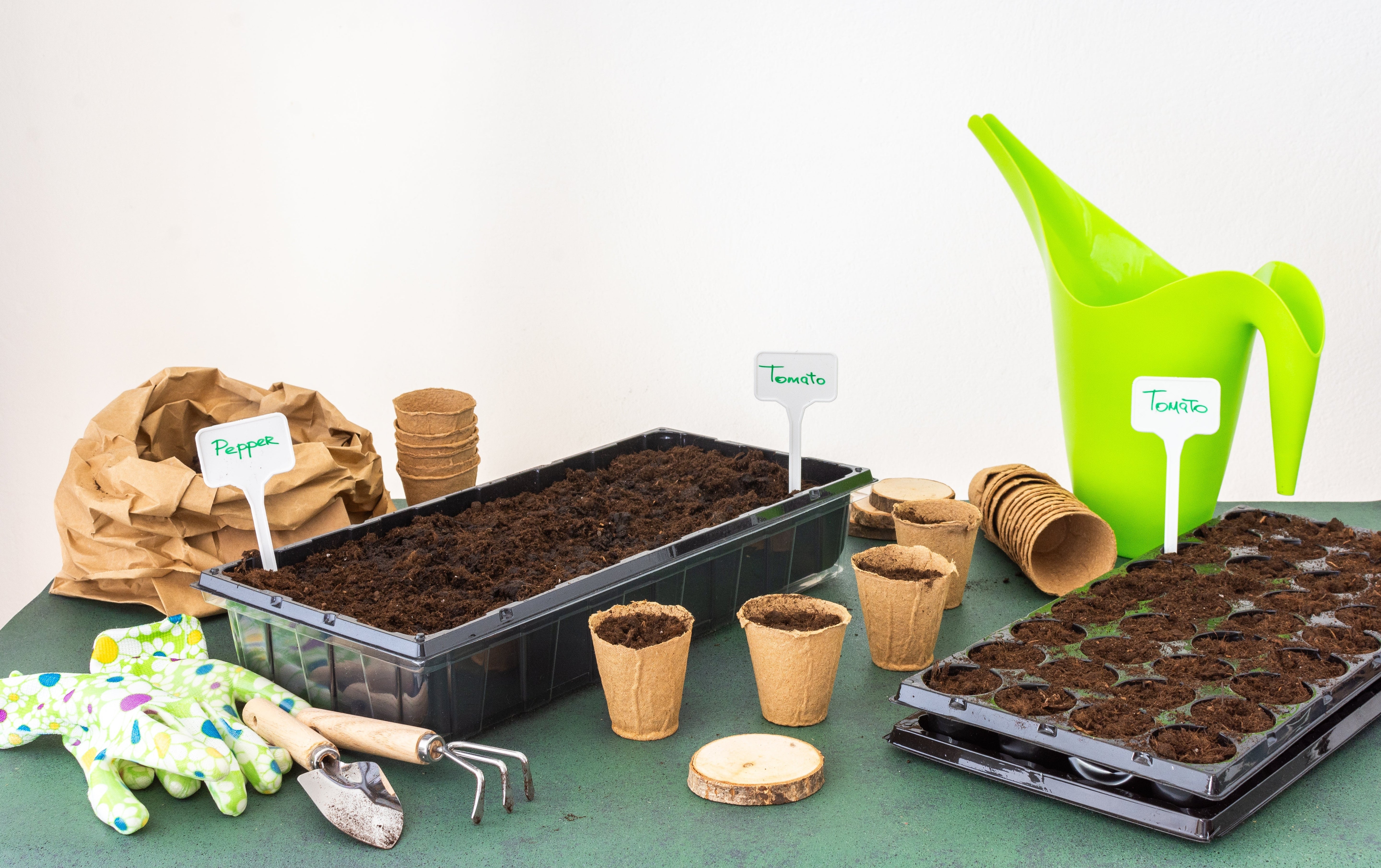 Anzucht-Guide 2025: So werden deine Samen zu prächtigen Pflanzen! 🌱