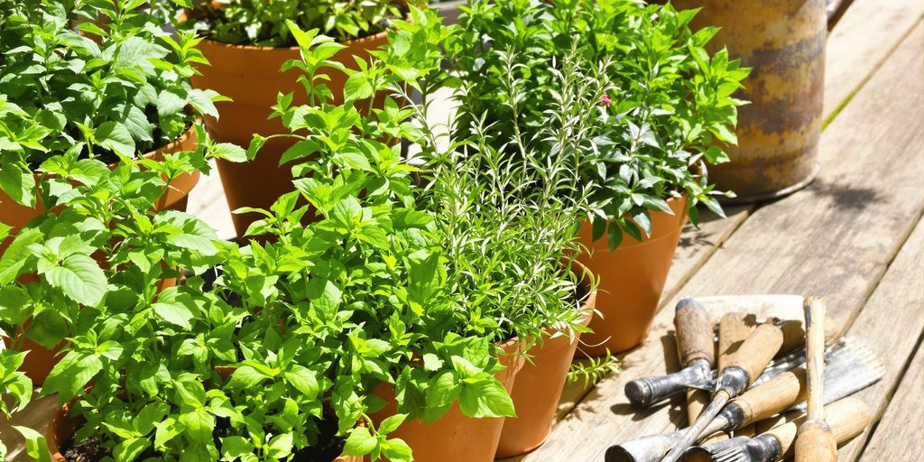 Frische Kräuter in Töpfen auf der Terrasse