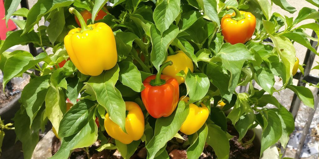 Bio-Paprika anbauen im Topf  ohne Chemie & mit voller Erntepower   Sustania