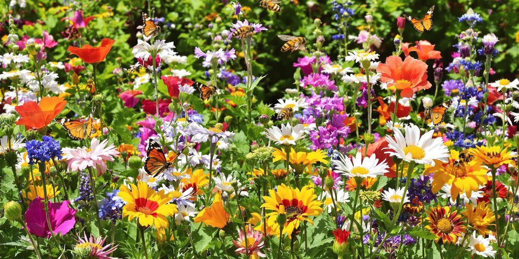 Bienen und Schmetterlinge auf bunten Wildblumen im Garten
