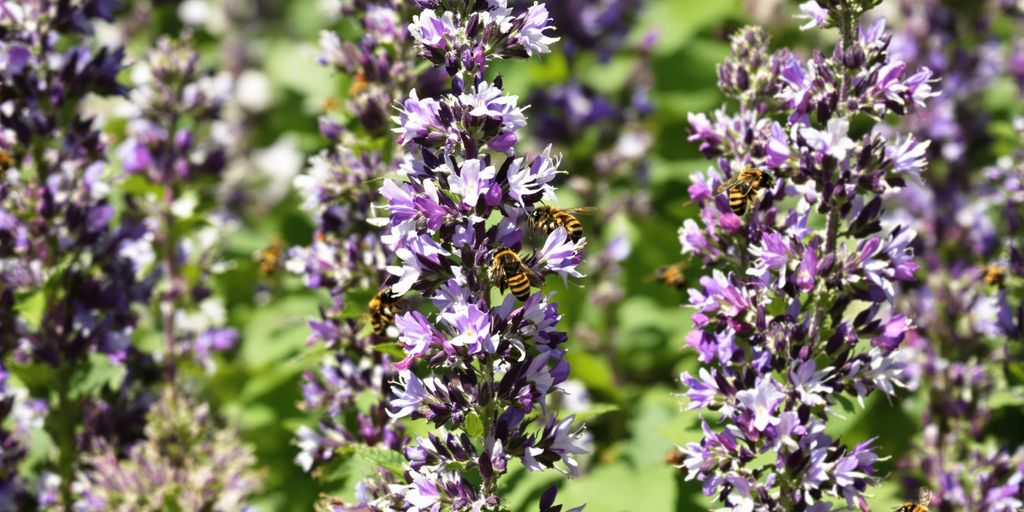 Bienen und Schmetterlinge auf blühenden Kräutern
