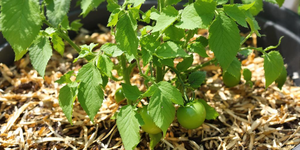 Tomaten mulchen im Kbel: Dieser Trick spart dir 50% Giewasser  Sustania