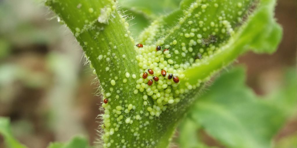 Blattluse an Tomaten bekmpfen: Ohne Chemie in 3 Tagen erledigt  Sustania