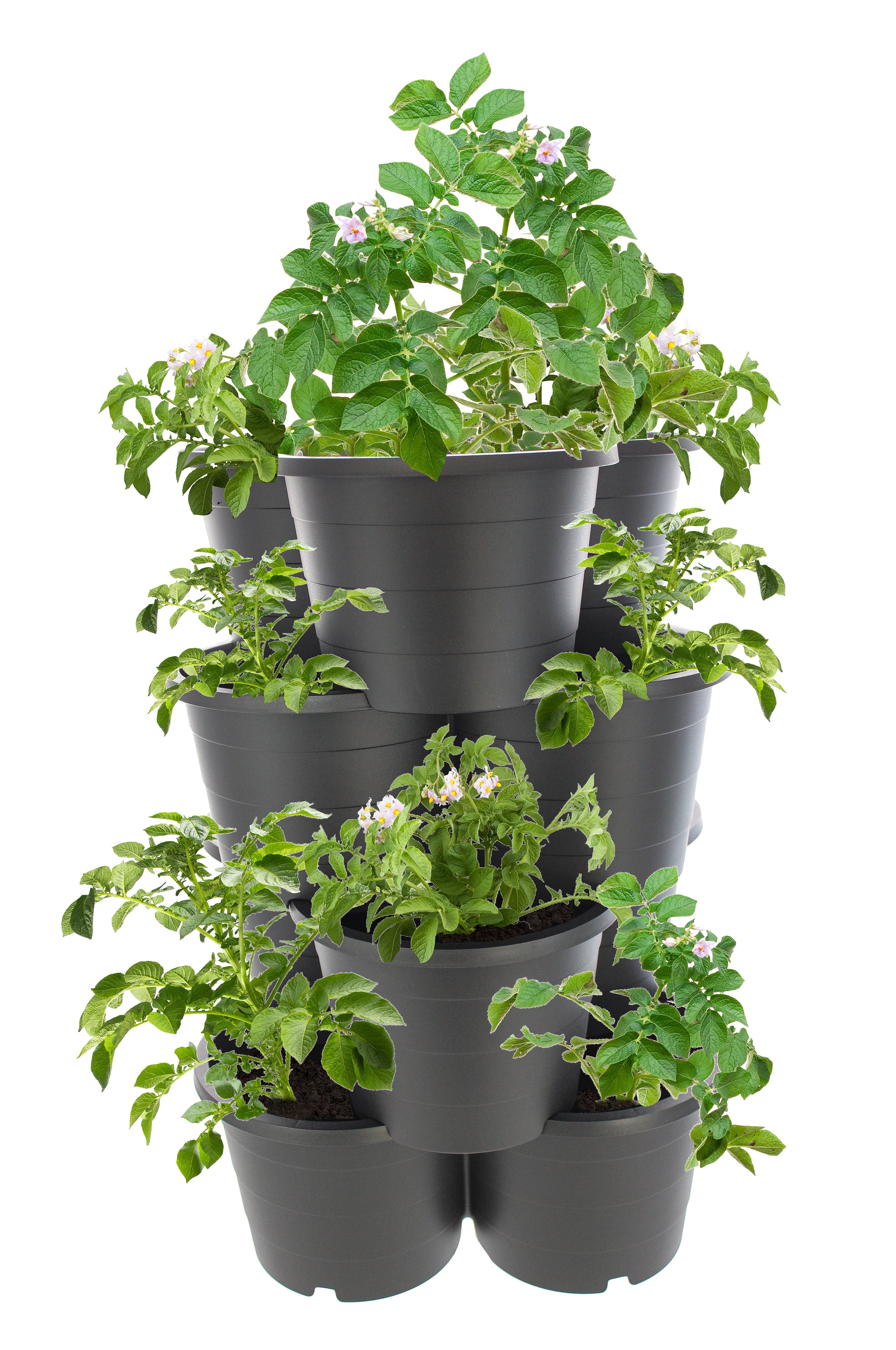 1er Set Pflanzturm 4 Etagen Kartoffelturm, Maße: 66x42x40 cm,Pflanzkübel für Kartoffeln & Gemüse, Made in EU, Farbe: Anthrazit
