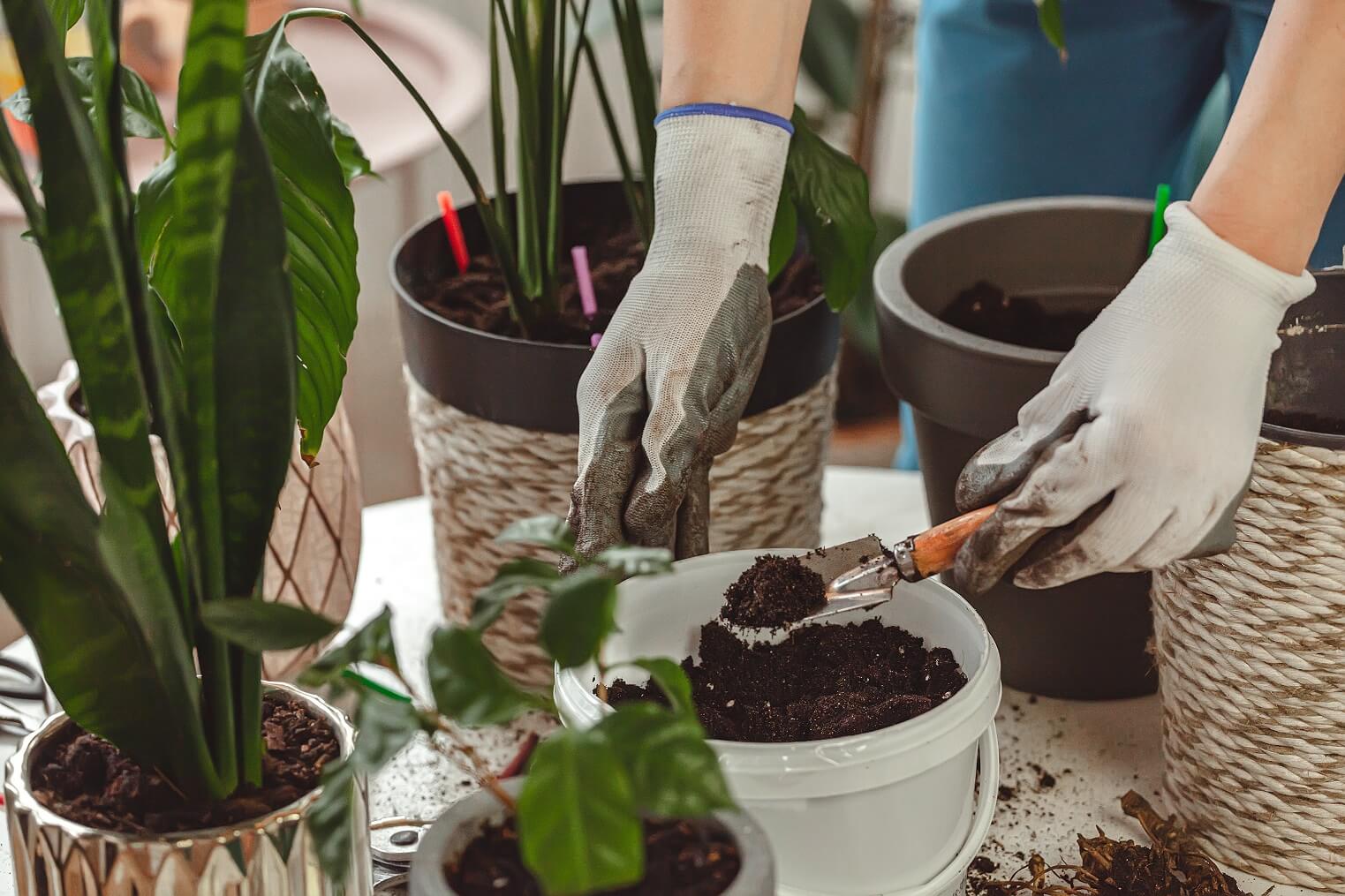 Tipps zum richtigen Pflanzen und Umtopfen von Blumen