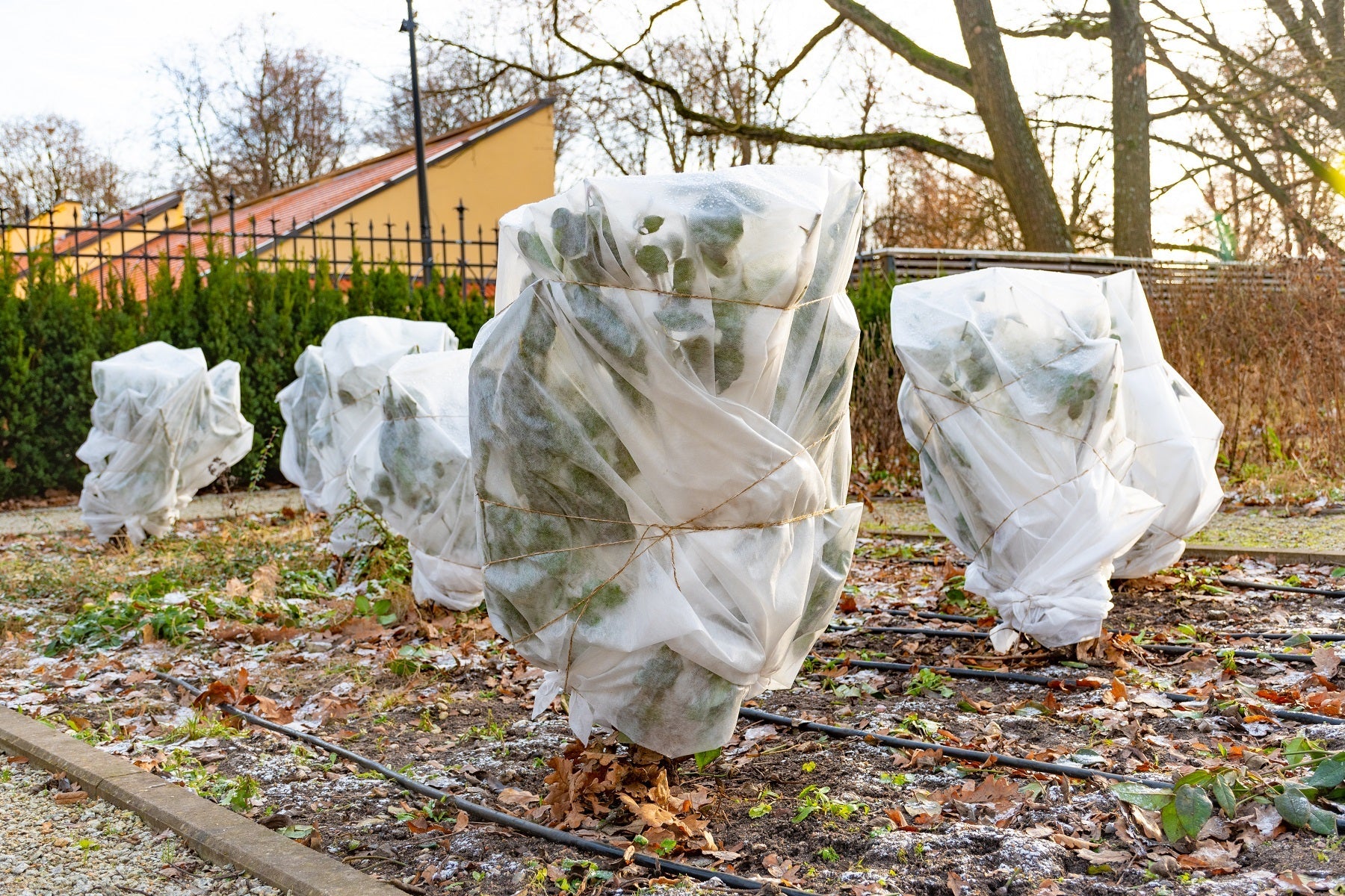 Mission Frostschutz: Damit deine Pflanzen warm durch den Winter kommen 🌿