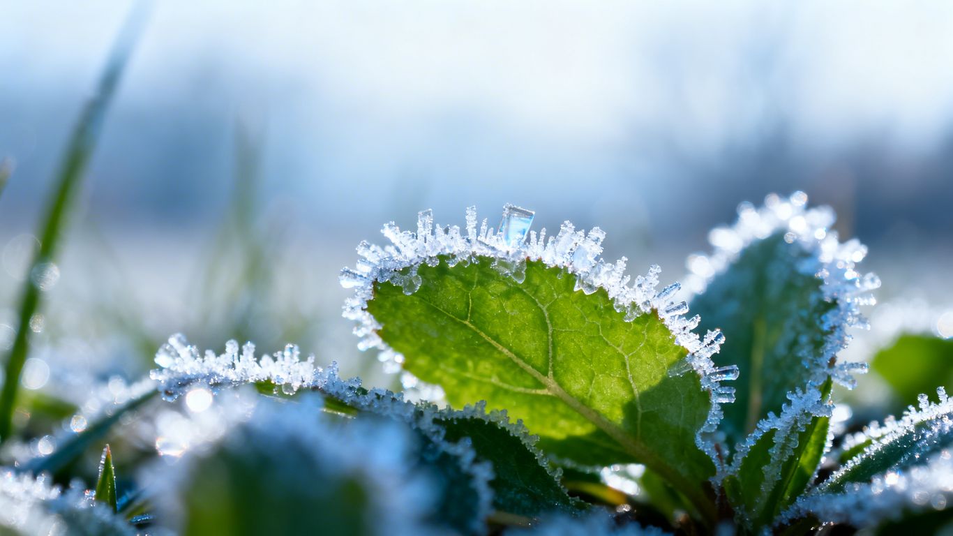 Pflanzenblätter mit Frost bedeckt bei kalter Nacht.