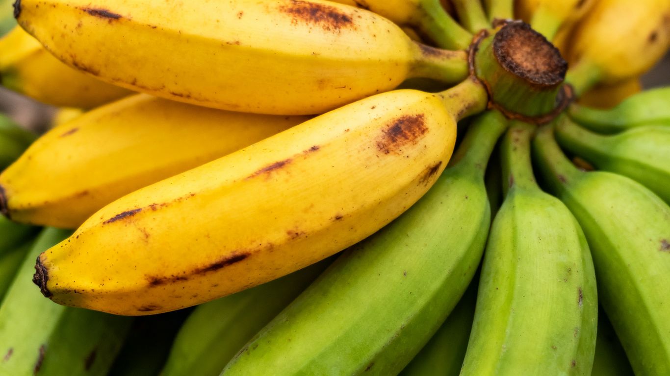 Bananen, einige reif, einige unreif