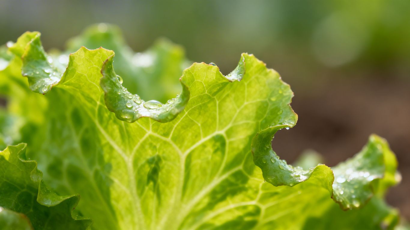 Bitterer Salat im Juni
