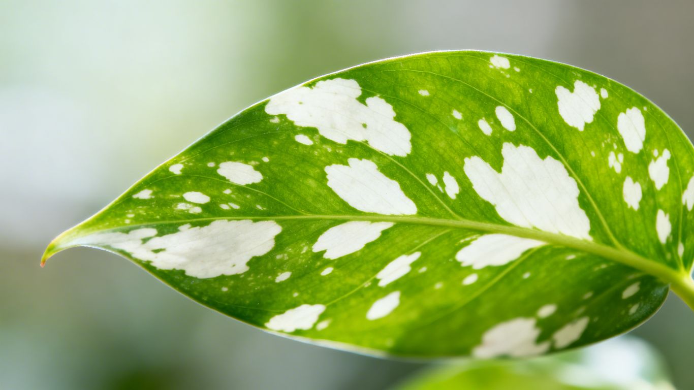Weiße Flecken auf einem grünen Blatt im Juni