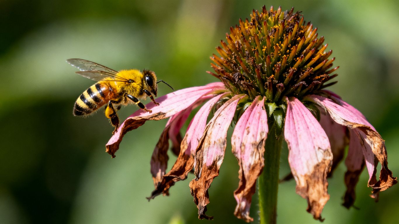 Welkende Blume ohne Biene, Symbol für fehlende Bestäubung.