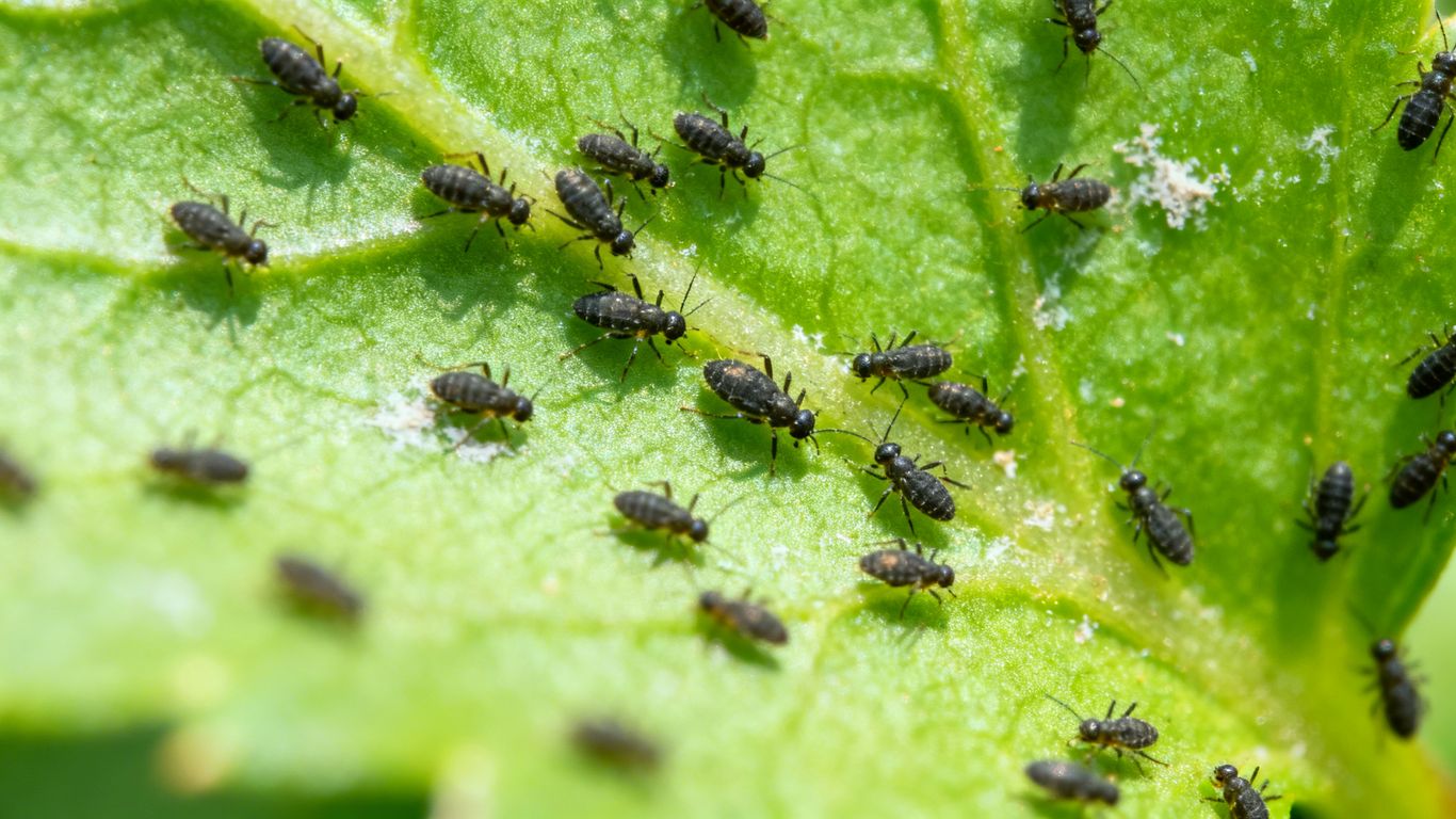 Schädlinge auf einem grünen Pflanzenblatt im Frühling.