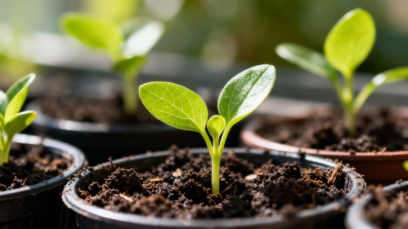 Junge Gemüsepflanzen sprießen im März in kleinen Töpfen.
