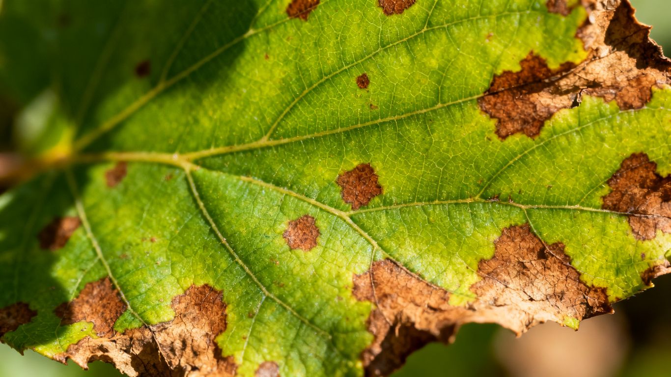 Braune Flecken auf einem grünen Blatt im Sommer