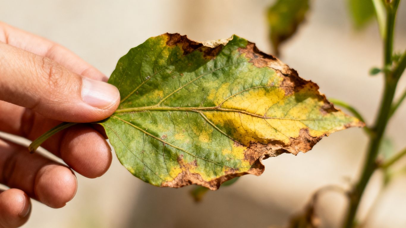 Welkes Blatt in menschlicher Hand, Nährstoffmangel