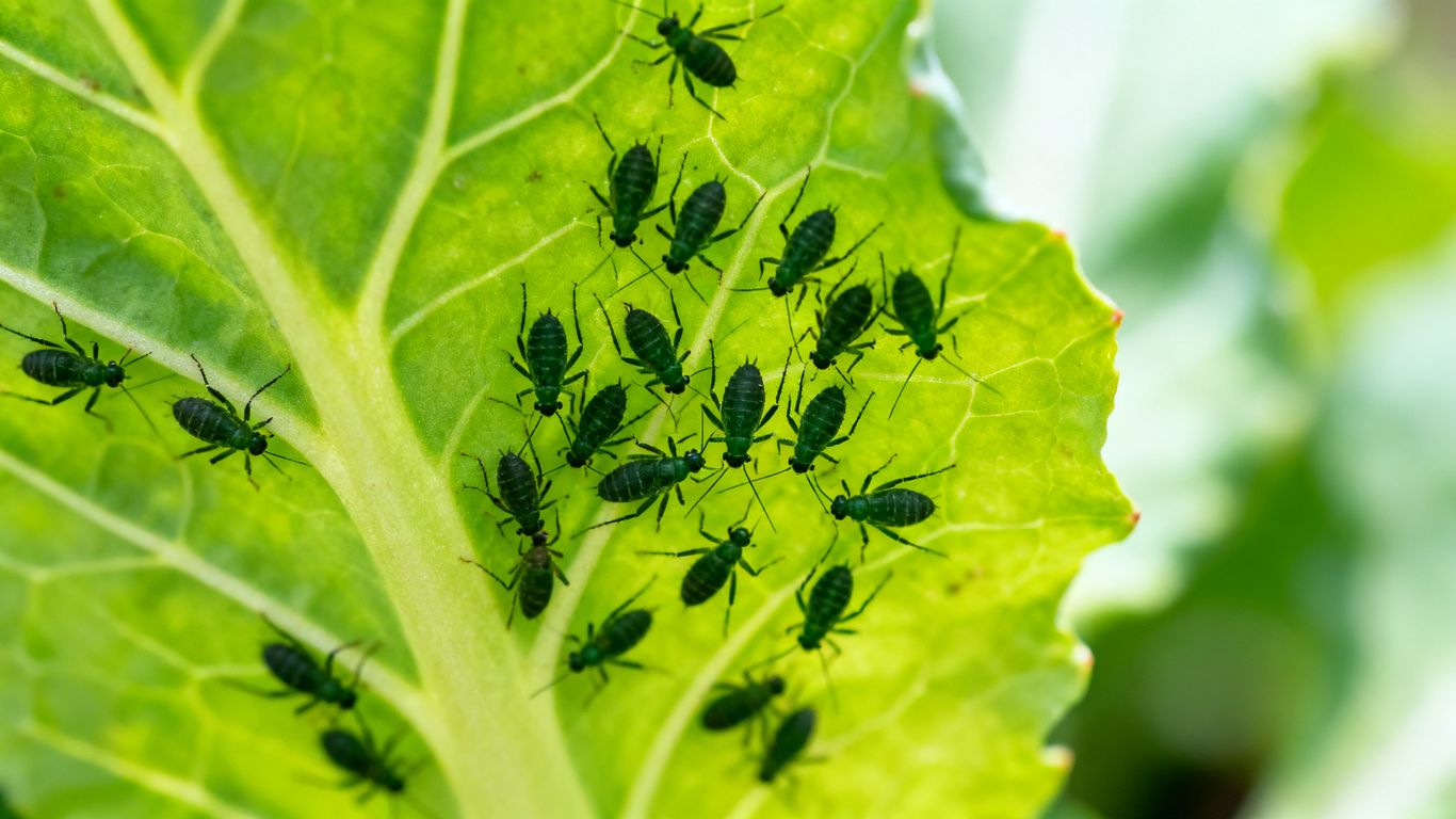 Kleine Blattläuse auf einem grünen Gemüsesblatt.