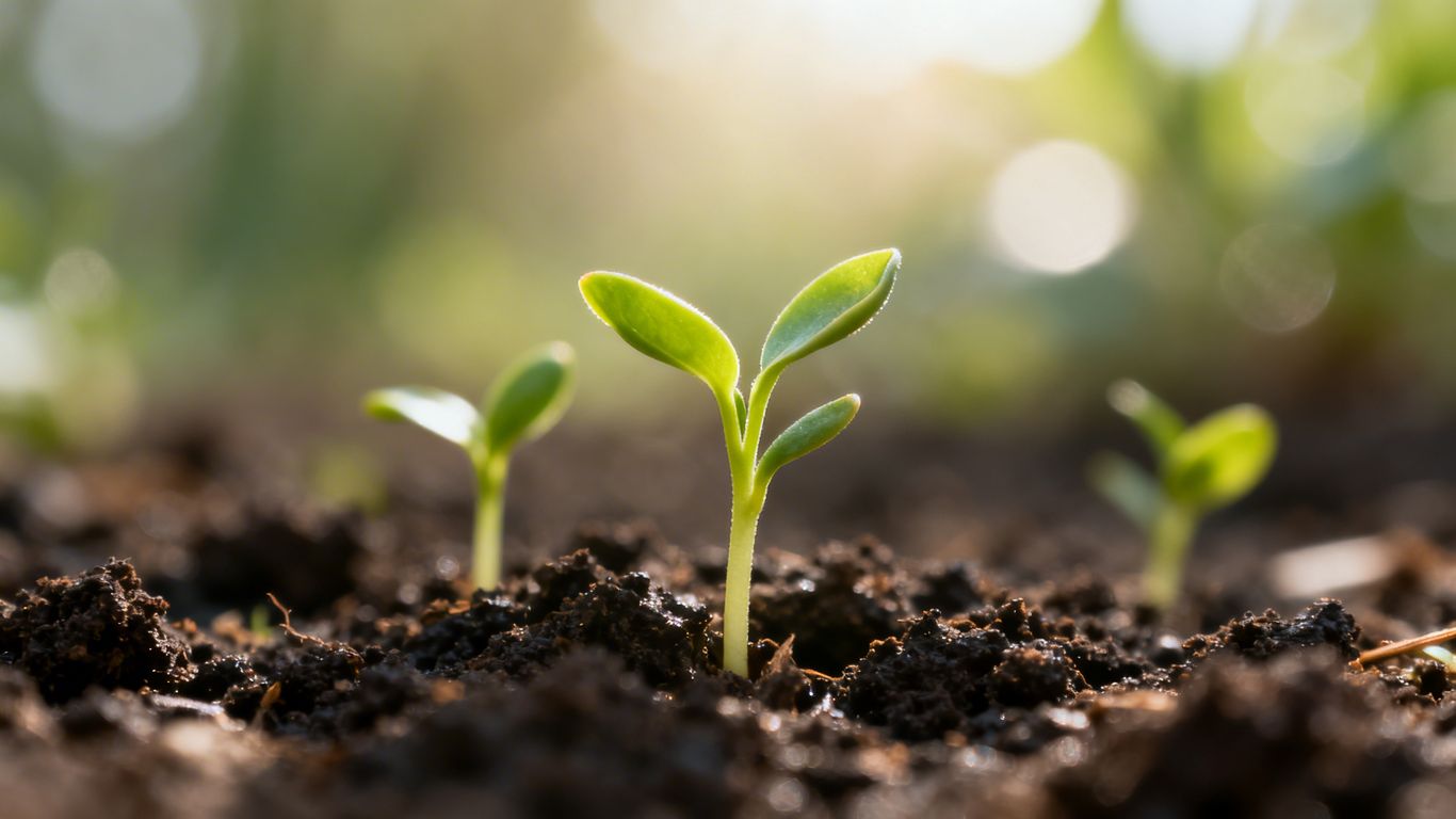 Frühlingsanfang: Zarte Gemüsepflanzen sprießen im Boden.