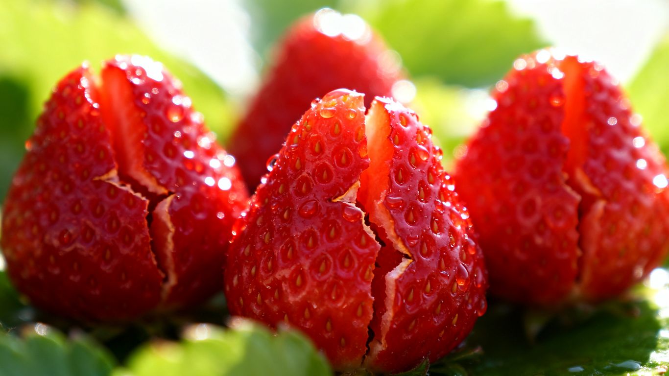 Aufgeplatzte Erdbeeren nach Regen mit Wassertropfen auf Blättern.