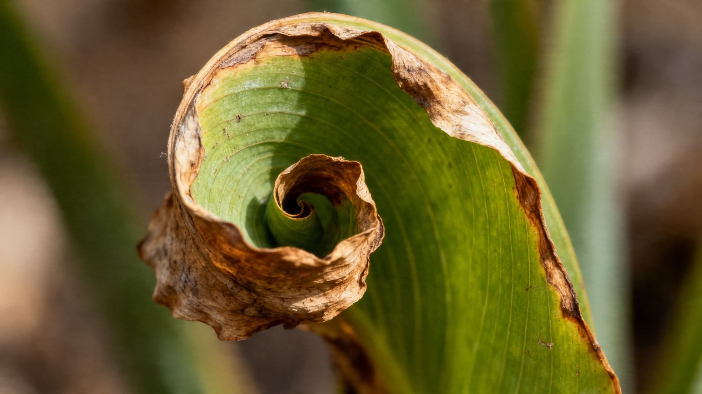 Eingerollte Pflanze mit trockenen, braunen Blatträndern.