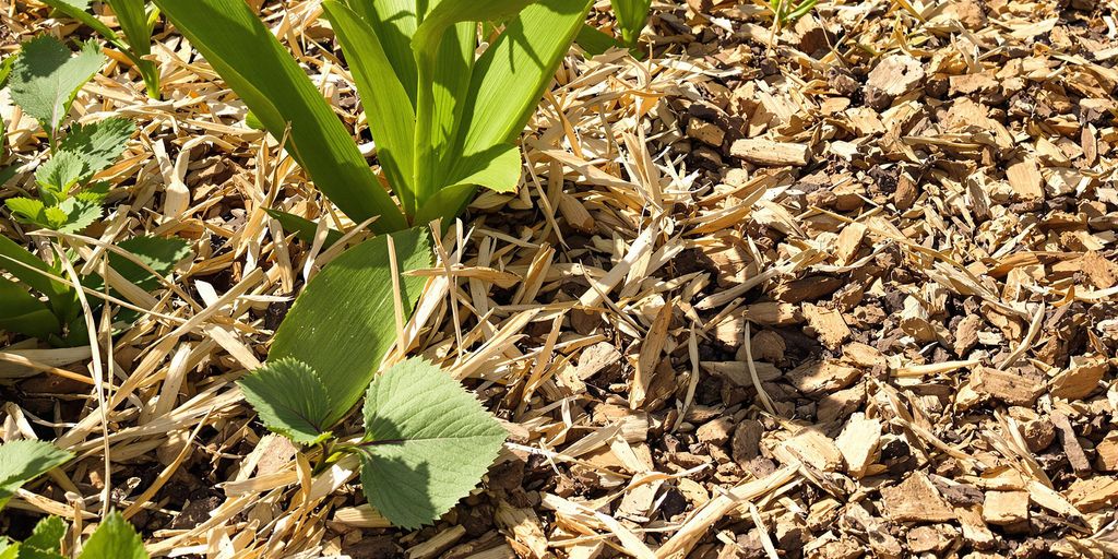 Mulch im Sommerbeet