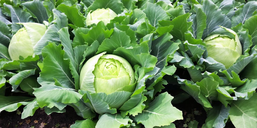 Reife Kohlköpfe im September im Garten.