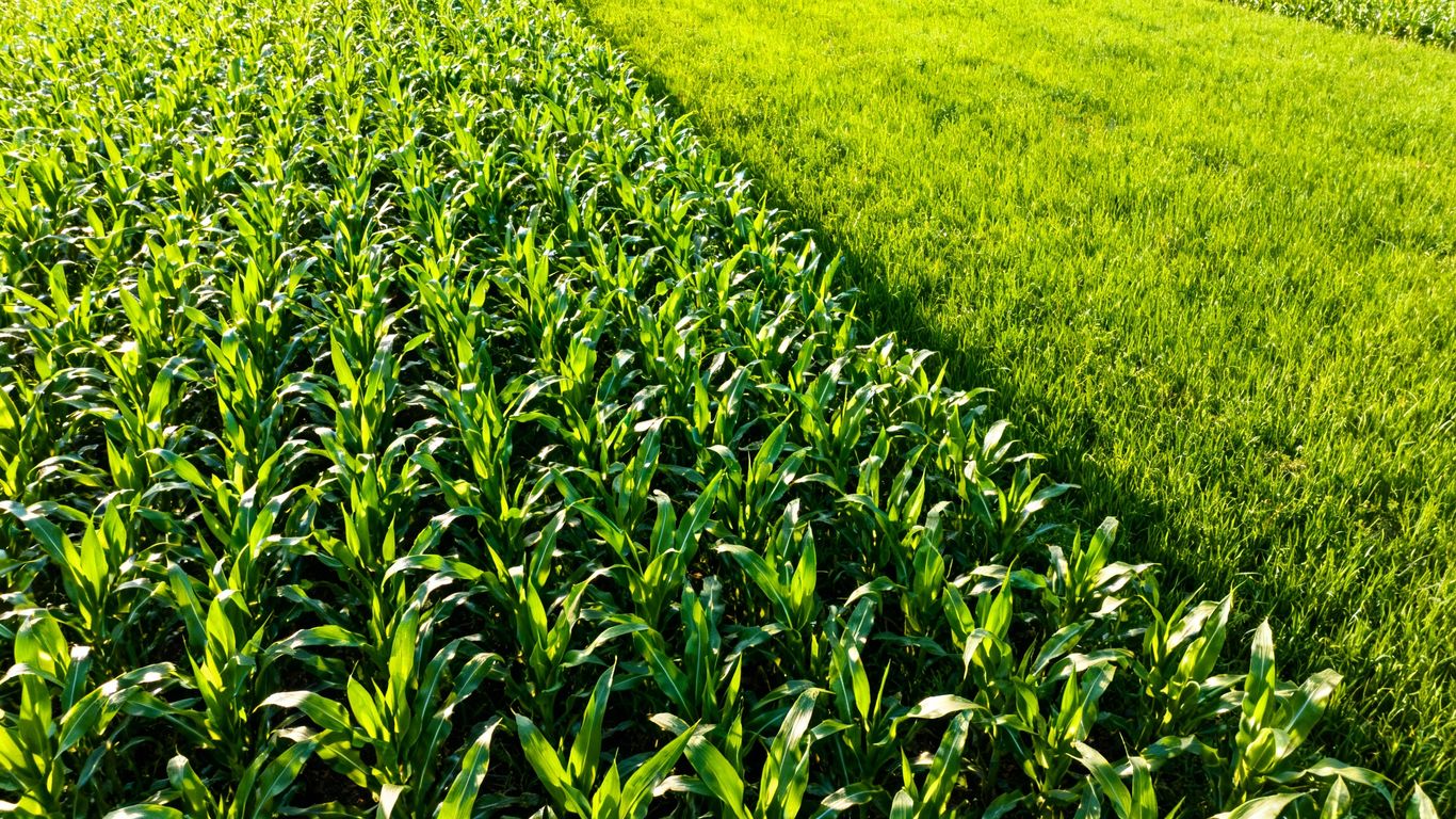 Feld mit unterschiedlicher Pflanzendichte und Ertrag