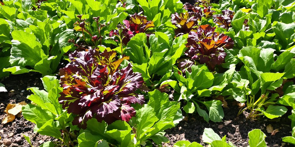 Frisches Gemüse im Garten im September.