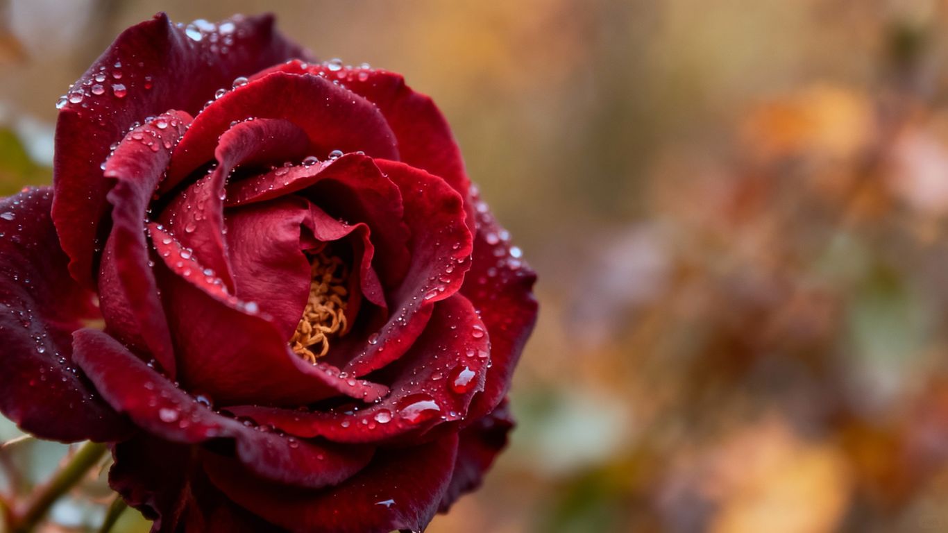 Rote Rose im Spätherbst mit Tautropfen