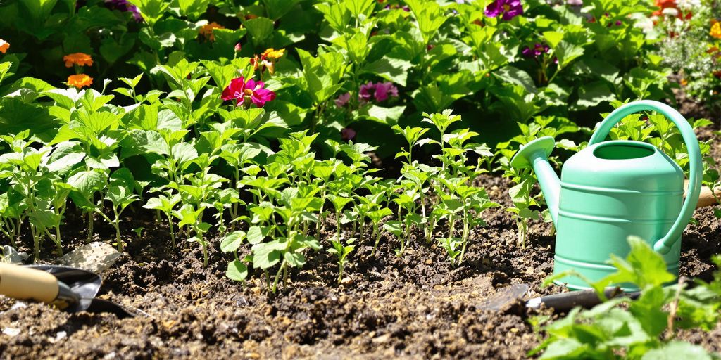 Grüner Garten mit jungen Pflanzen und Werkzeugen.