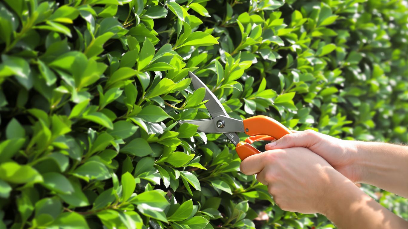 Gartenarbeit: Hecke schneiden mit Gartenschere im September.