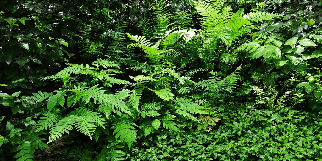 Schattenpflanzen mit üppigem Grün im Garten.
