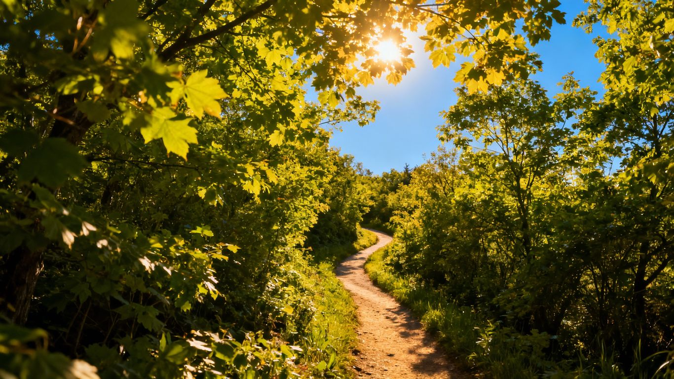 Grüner Waldweg mit Sonnenlicht
