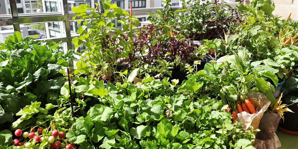 Gemüsepflanzen wachsen auf sonnigem Balkon in bunten Töpfen.