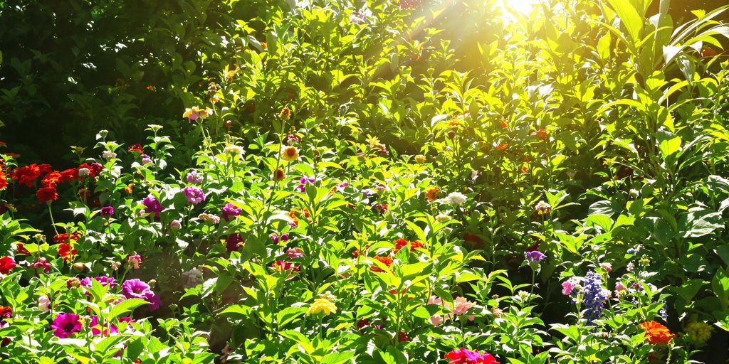 Grüne Pflanzen und blühende Blumen im Garten.
