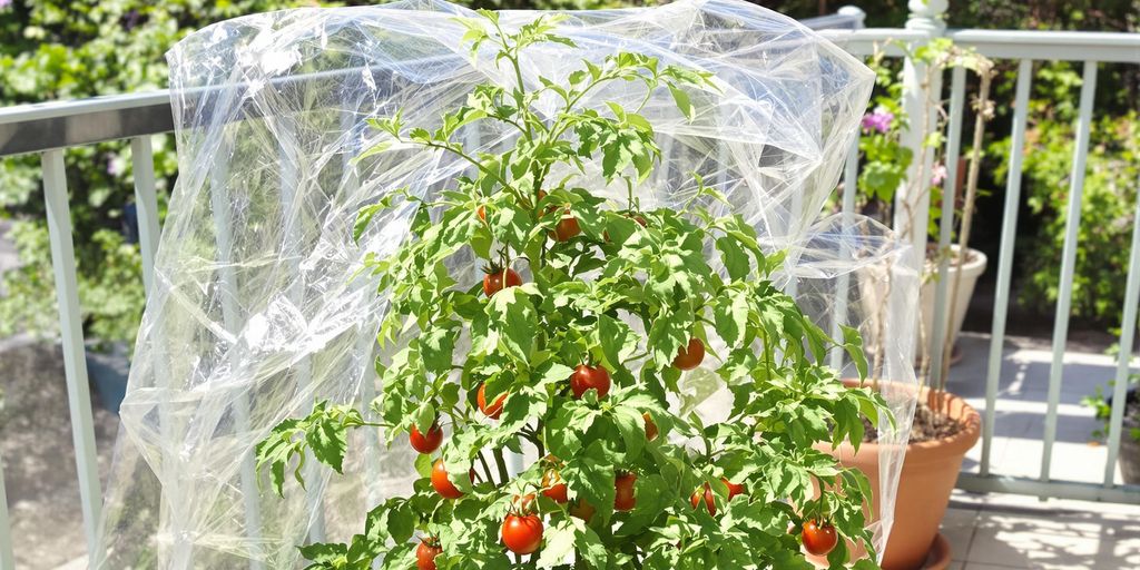 Tomatenpflanze unter transparentem Regenschutz auf Balkon