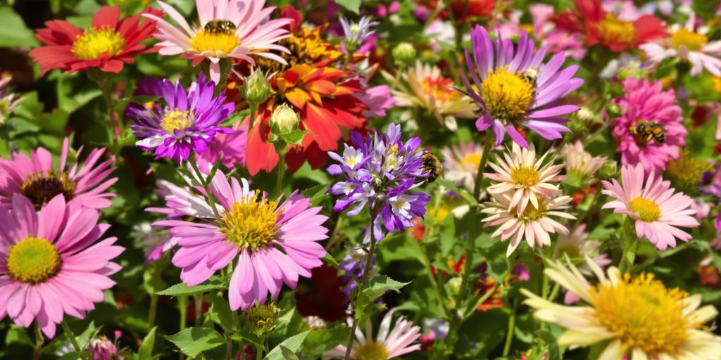 Bienen auf späten Herbstblumen