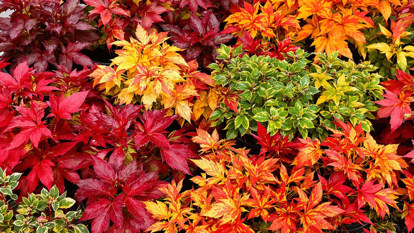 Herbstliche Kübelpflanzen mit roten und orangen Blättern.