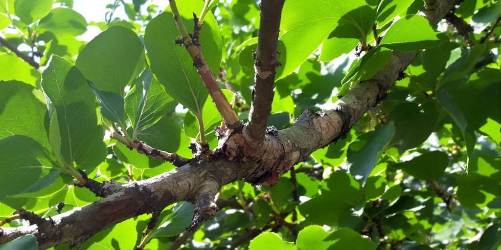 Obstbaum mit geschnittenen Ästen im Spätsommer.