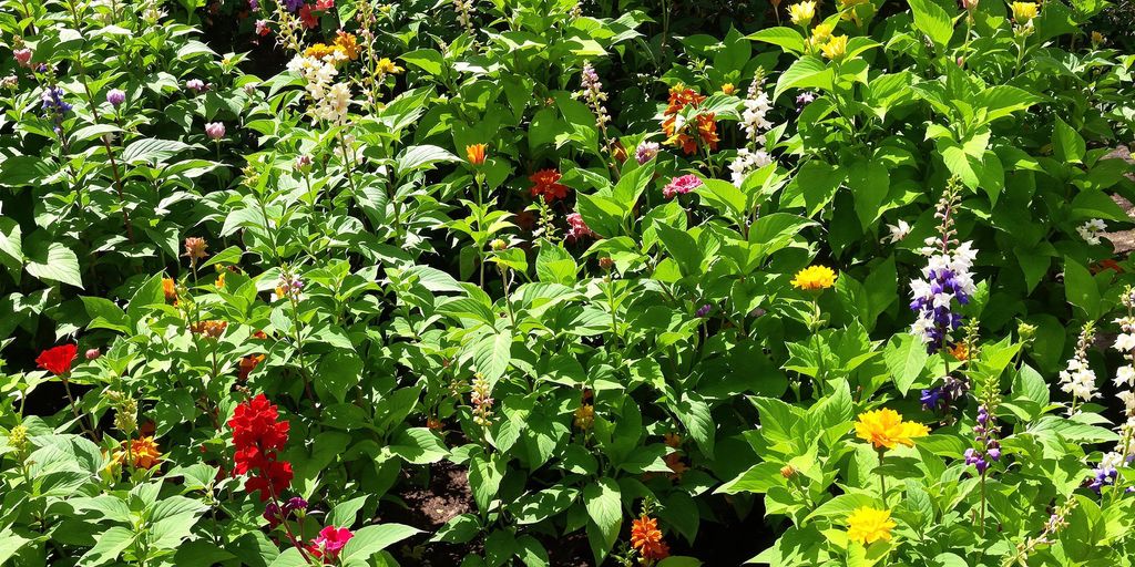 Blühende Gartenpflanzen im Halbschatten.