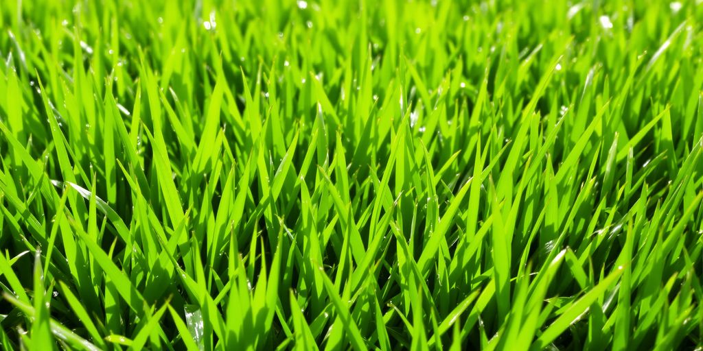 Grüner Rasen im Spätsommer