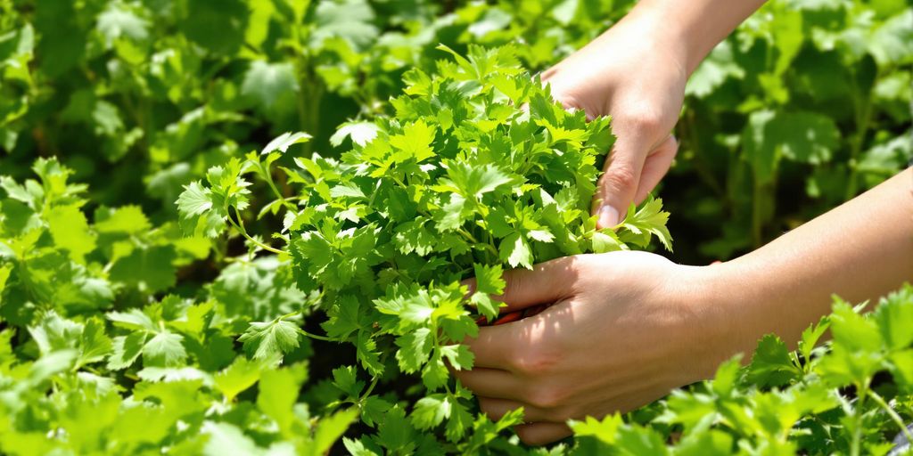 Frische Kräuter werden im Garten mit der Hand geerntet.